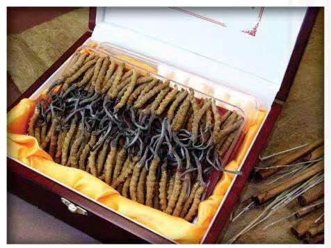 北碚冬虫夏草回收